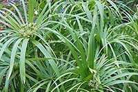Pokrój Cyperus albostriatus