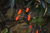 Gloxinia sylvatica