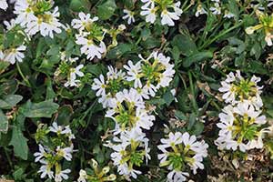 Goodeniaceae