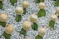Gymnocalycium mihanovichii