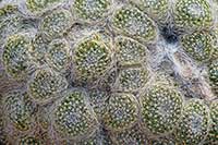 Mammillaria lenta