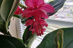 Medinilla wspaniała