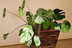 Monstera dziurawa