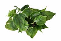 Filodendron pnący