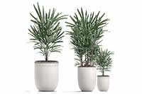 Rhapis excelsa
