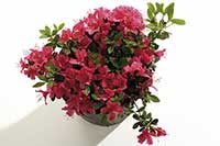 Rhododendron simsii