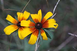 Rudbekia owłosiona