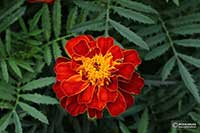 Aksamitka Asteraceae