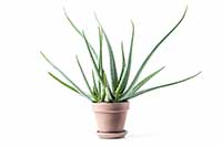 Aloes zwyczajny