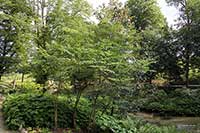 Aralia japońska
