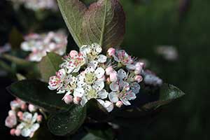 Aronia czarna, aronia czarnoowocowa