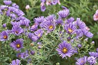 Aster nowobelgijski, aster wirginijski