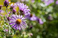 Aster Asteraceae