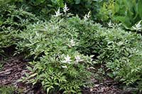 Astilbe japońskie