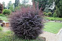 Berberys Berberidaceae