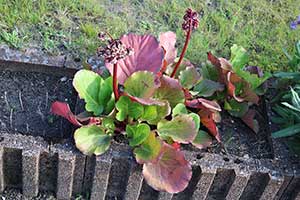 Bergenia grubolistna
