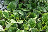 Bergenia orzęsiona