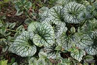 Brunnera wielkolistna