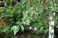 Brzoza Betulaceae