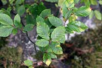 Buk Fagaceae