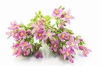 Centuria Gentianaceae