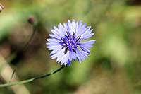 Chaber Asteraceae