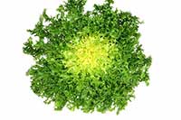 Cykoria Asteraceae