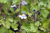 Cymbalaria murowa, cymbalaria bluszczykowata