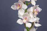 Cymbidium Orchidaceae