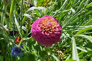 Cynia wytworna, cynia zdobna, jakobinka