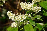 Czeremcha Rosaceae