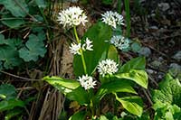Czosnek Liliaceae