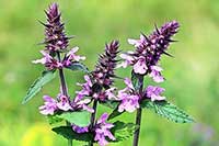 Czyściec Lamiaceae
