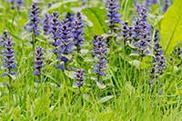 Dąbrówka Lamiaceae