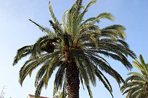 Daktylowiec kanaryjski, palma daktylowa