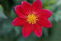 Dalia Asteraceae