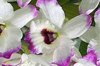 Dendrobium, drzewoporzec Orchidaceae