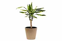 Dracena wonna