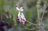 Dymnica Fumariaceae