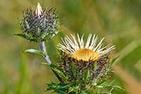 Dziewięćsił Asteraceae