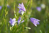 Dzwonek Campanulaceae