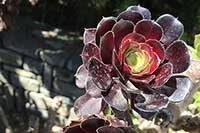 Eonium Crassulaceae