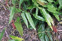 Epimedium Sphinx Twinkler