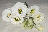 Eustoma wielkokwiatowa,