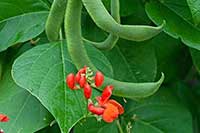 Fasola Fabaceae