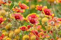 Gailardia Asteraceae
