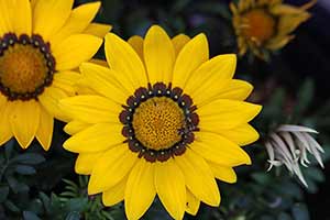 Gazania lśniąca