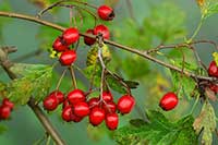 Głóg Rosaceae