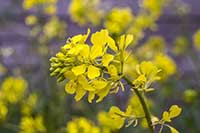 Gorczyca Brassicaceae