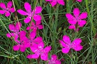 Goździk Caryophyllaceae